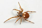 brede wielwebspin (Agalenatea ridii)  1-2013 2042-